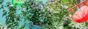 Terrasplant van het Jaar 2016: Hibiscus Terrasplant van het Jaar 2016: Hibiscus