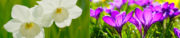 Tuinonderhoud in maart Tuinonderhoud in maart