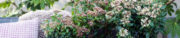 Tuinplant van de Maand februari: Sneeuwbal (Viburnum) Tuinplant van de Maand februari: Sneeuwbal (Viburnum)