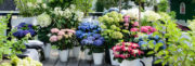 Tuinplant van de Maand juli: hortensia Tuinplant van de Maand juli: hortensia